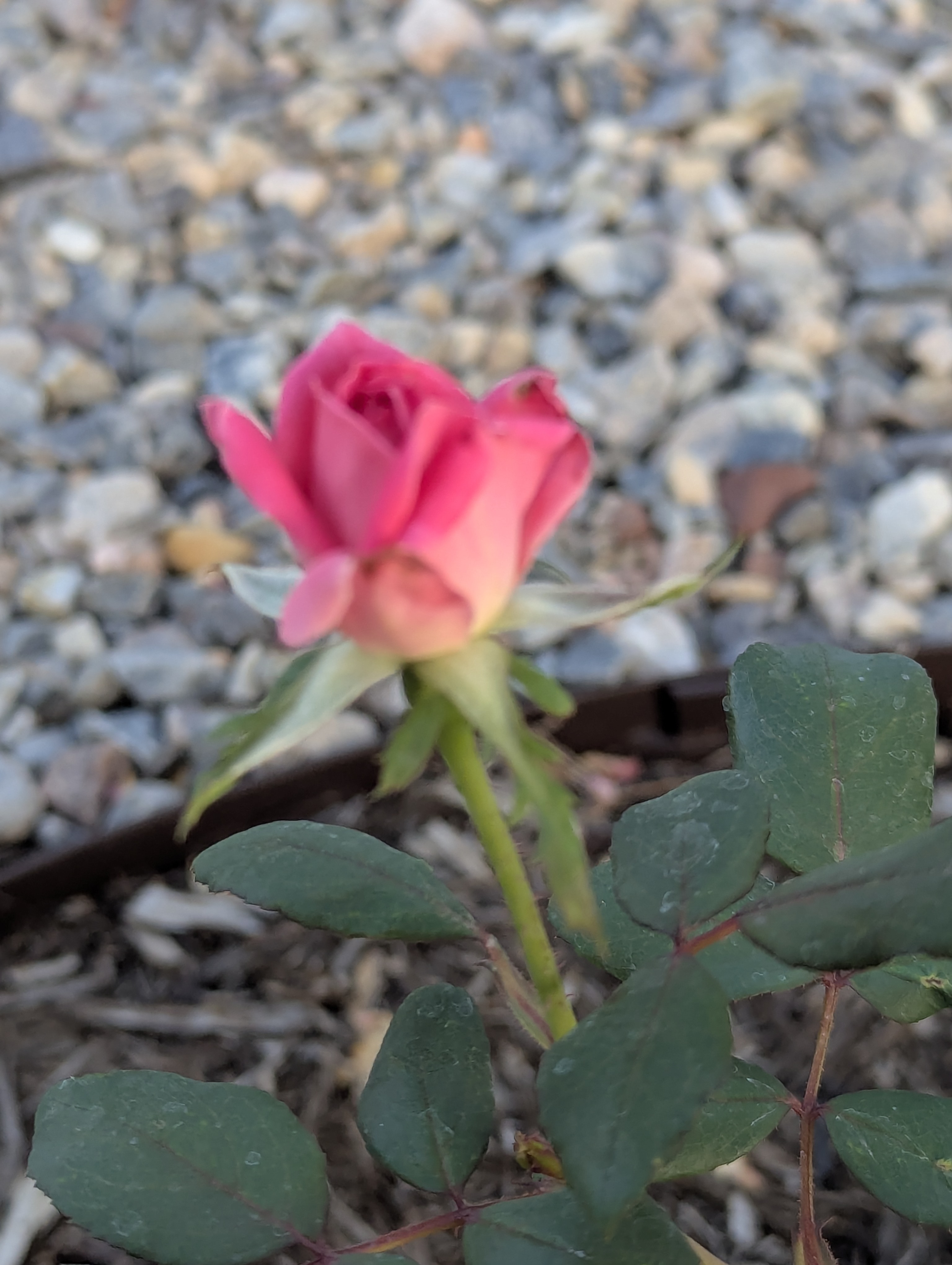 Garden, Morrison, Colorado
